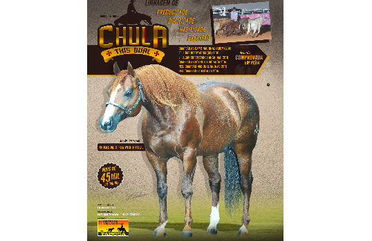 CHULA THIS DUAL